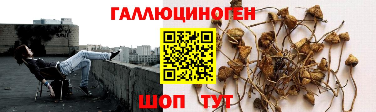 Куйбышев  Галлюциногенные грибы Magic Shrooms  Вход с VPN  Галлюциногенные грибы мицелий 